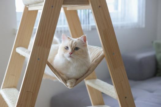 Kerbl Ladder Kratzbaum